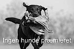 Vinder(e)